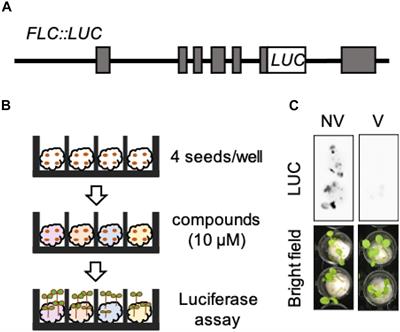 Identification of a Devernalization Inducer by Chemical Screening Approaches in Arabidopsis thaliana